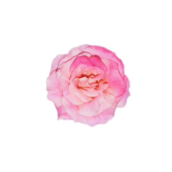 Belle fleur de rose isolée sur un fond blanc — Photo