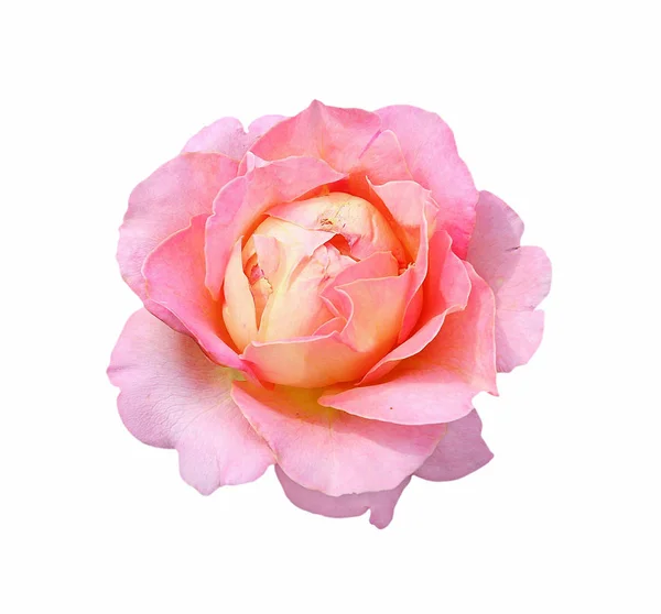 Belle fleur de rose isolée sur un fond blanc — Photo