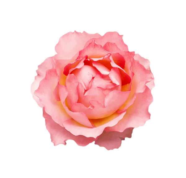 Belle fleur de rose isolée sur un fond blanc — Photo