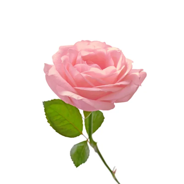 Bela rosa flor isolada em um fundo branco — Fotografia de Stock