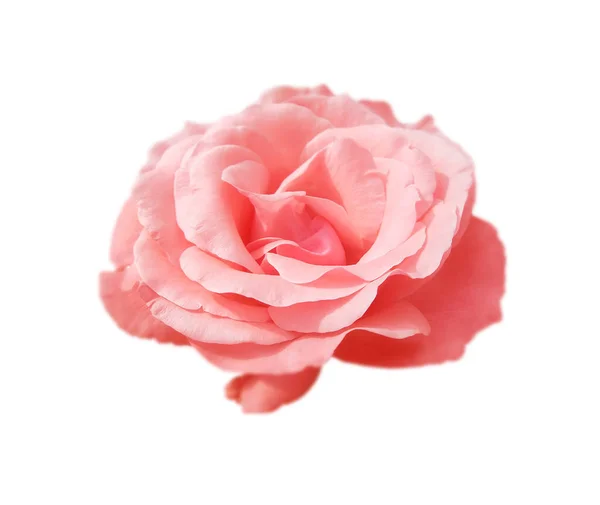 Belle fleur de rose isolée sur un fond blanc — Photo