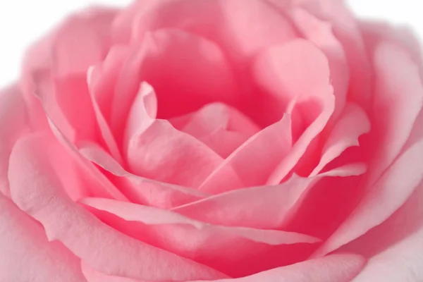 Beautiful pink rose isolated on a white background — Stock Photo, Image