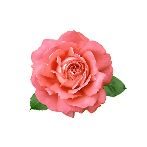 Beautiful pink rose isolated on a white background — Stock Photo, Image