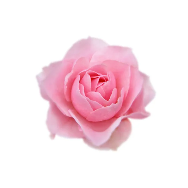 Beautiful pink rose isolated on a white background — Stock Photo, Image