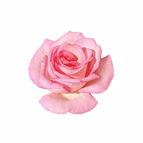 Mooie roze roos geïsoleerd op een witte achtergrond — Stockfoto