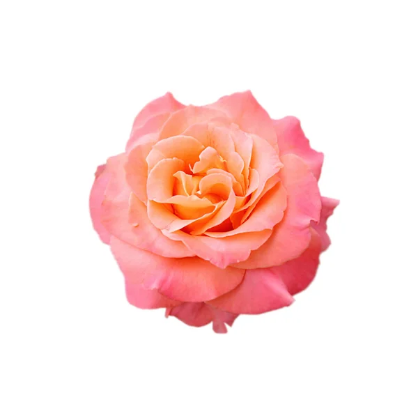 Mooie roze roos geïsoleerd op een witte achtergrond — Stockfoto