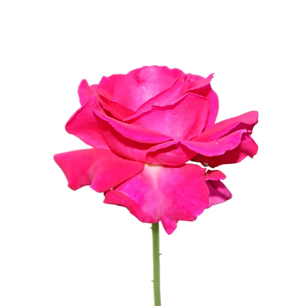 Vacker rosa ros isolerad på en vit bakgrund — Stockfoto