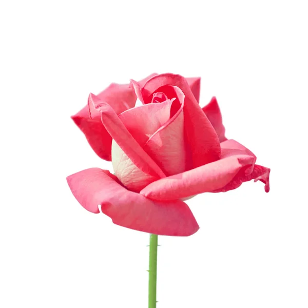 Rosa bonita rosa isolada em um fundo branco — Fotografia de Stock