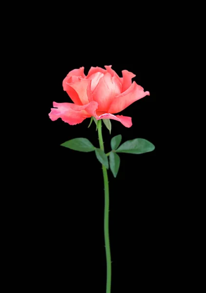 검은 배경에 고립된 아름다운 분홍빛 장미 — 스톡 사진
