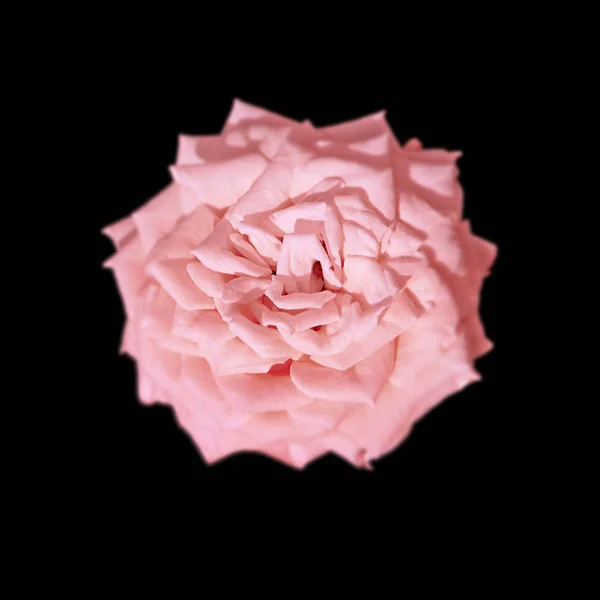 Розовая роза на черном фоне — стоковое фото