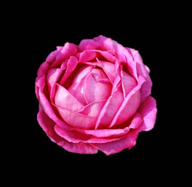 Güzel pembe gül, siyah bir arkaplanda izole edilmiş.