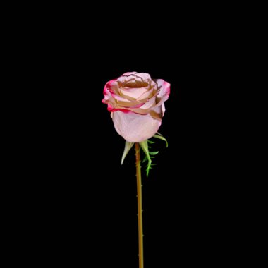 Güzel pembe gül, siyah bir arkaplanda izole edilmiş.