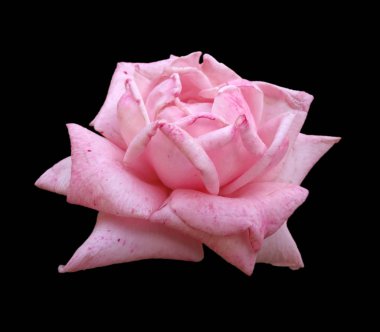 Güzel pembe gül, siyah bir arkaplanda izole edilmiş.