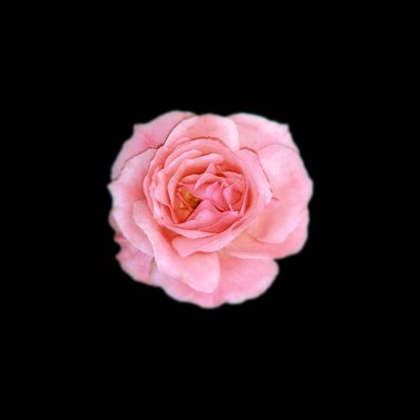 Güzel pembe gül, siyah bir arkaplanda izole edilmiş.