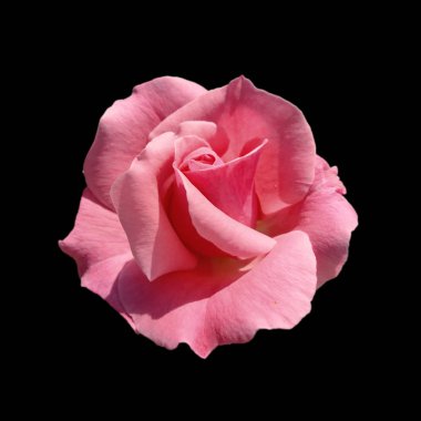 Güzel pembe gül, siyah bir arkaplanda izole edilmiş.