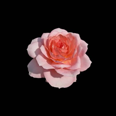 Güzel pembe gül, siyah bir arkaplanda izole edilmiş.