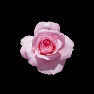 Güzel pembe gül, siyah bir arkaplanda izole edilmiş.