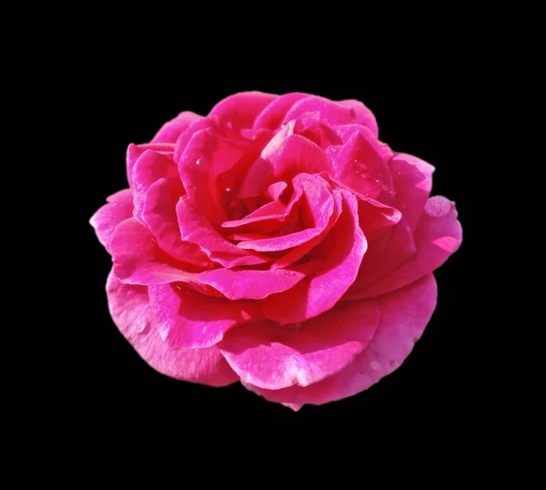 Красива рожева троянда ізольована на чорному тлі — стокове фото