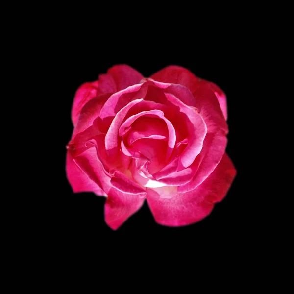 Piękna różowa róża izolowana na czarnym tle — Zdjęcie stockowe