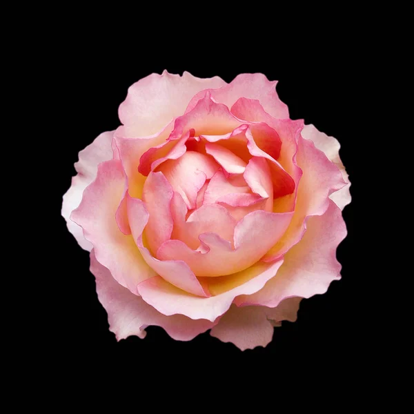 Güzel pembe gül, siyah bir arkaplanda izole edilmiş.