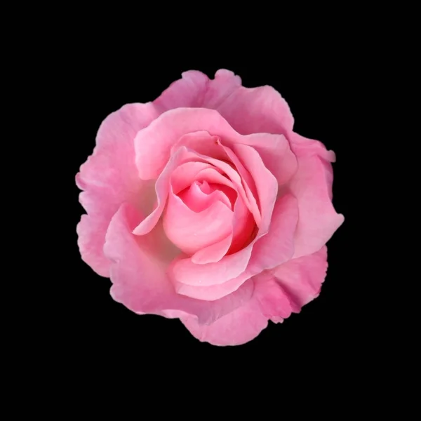 Schöne rosa Rose isoliert auf schwarzem Hintergrund — Stockfoto