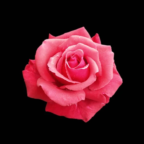 Schöne rosa Rose isoliert auf schwarzem Hintergrund — Stockfoto