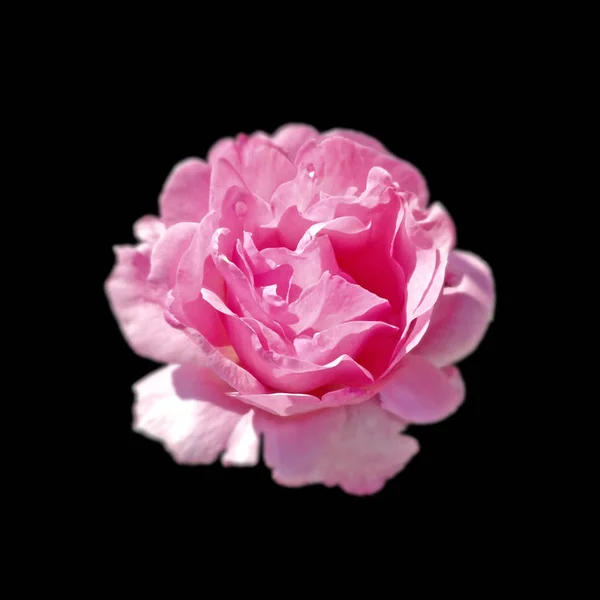 Beautiful pink rose isolated on a black background — ストック写真