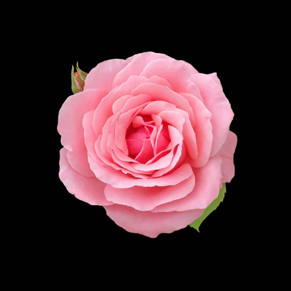 Güzel pembe gül, siyah bir arkaplanda izole edilmiş.