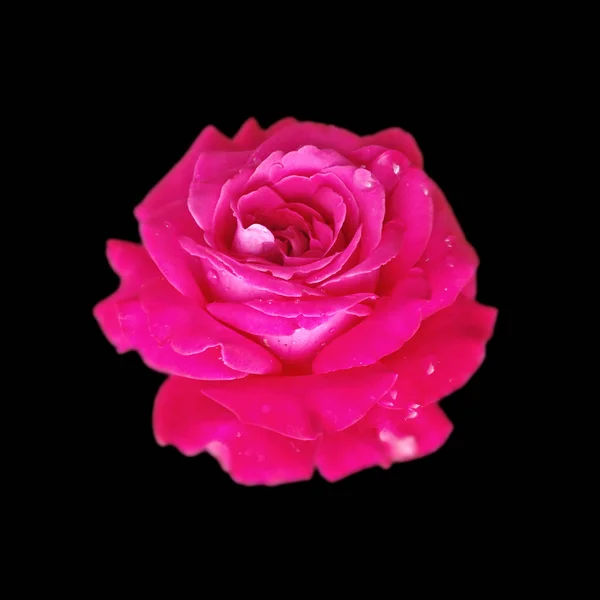 Hermosa rosa rosa aislada sobre un fondo negro — Foto de Stock