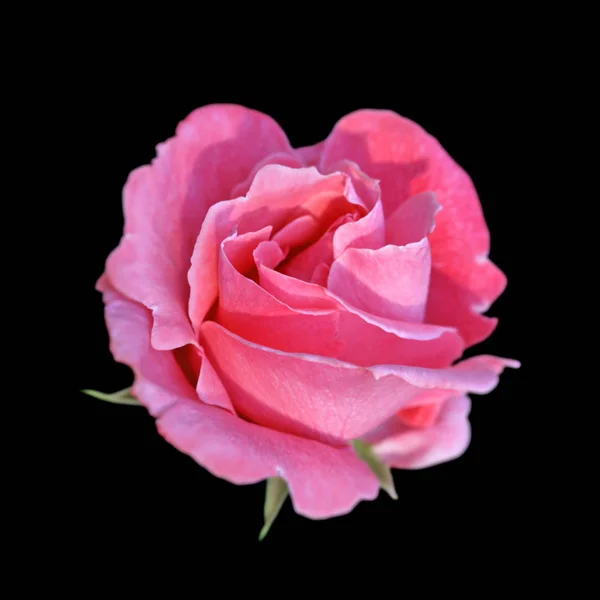 Krásná růžová růže izolované na černém pozadí — Stock fotografie