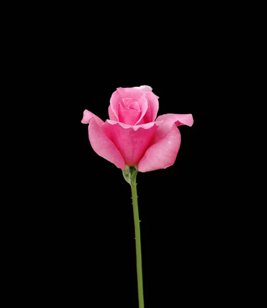 Beautiful pink rose isolated on a black background — ストック写真