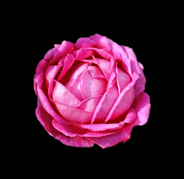 Belle rose isolée sur fond noir — Photo