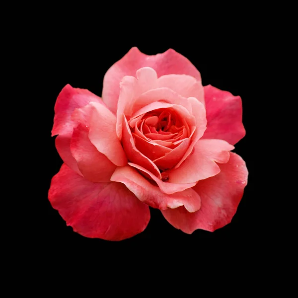 Schöne rosa Rose isoliert auf schwarzem Hintergrund — Stockfoto