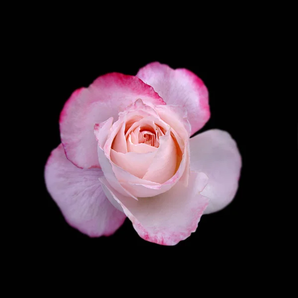 Schöne rosa Rose isoliert auf schwarzem Hintergrund — Stockfoto