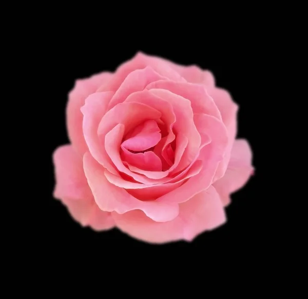 Belle rose isolée sur fond noir — Photo