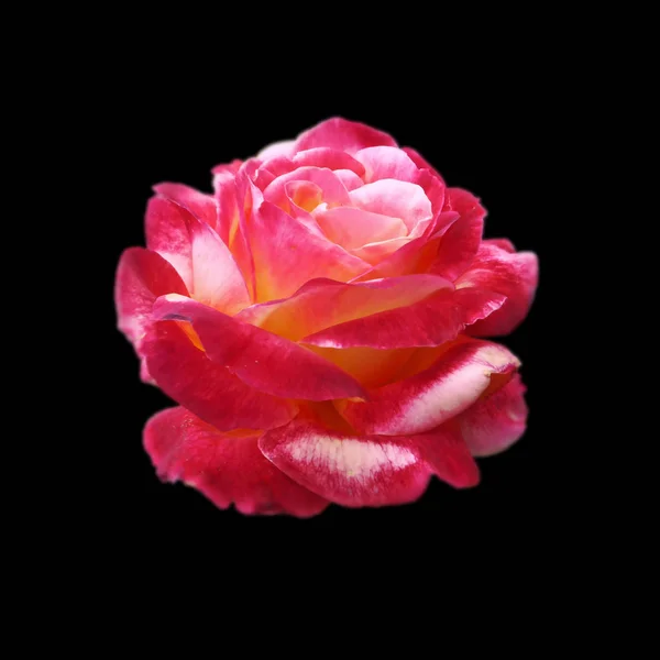 Schöne rosa Rose isoliert auf schwarzem Hintergrund — Stockfoto