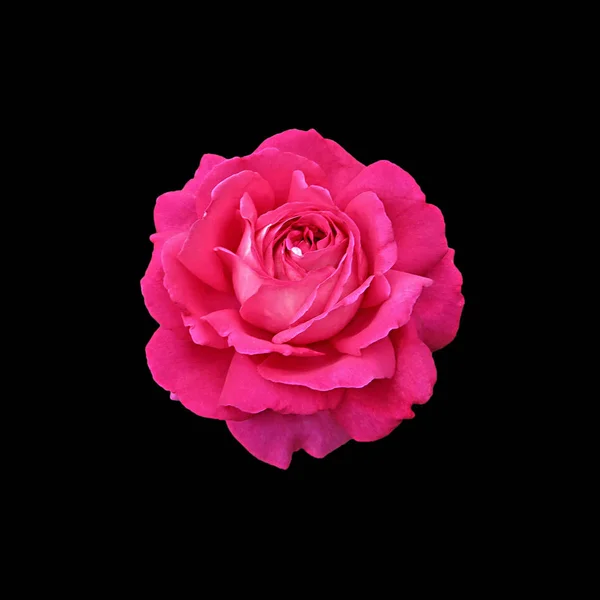 Schöne rosa Rose isoliert auf schwarzem Hintergrund — Stockfoto