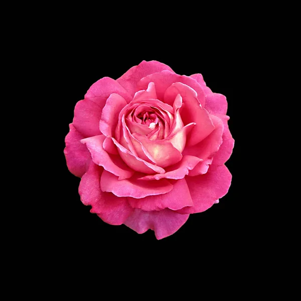 Schöne rosa Rose isoliert auf schwarzem Hintergrund — Stockfoto