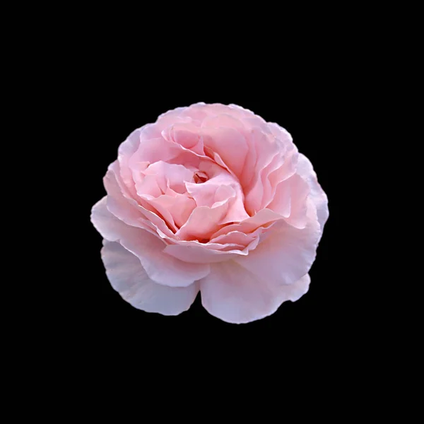 Beautiful pink rose isolated on a black background — ストック写真