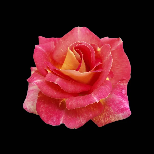 Όμορφο ροζ τριαντάφυλλο απομονωμένο σε μαύρο φόντο — Φωτογραφία Αρχείου