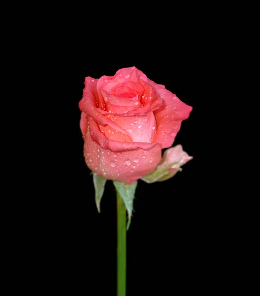 Vacker rosa ros isolerad på en svart bakgrund — Stockfoto