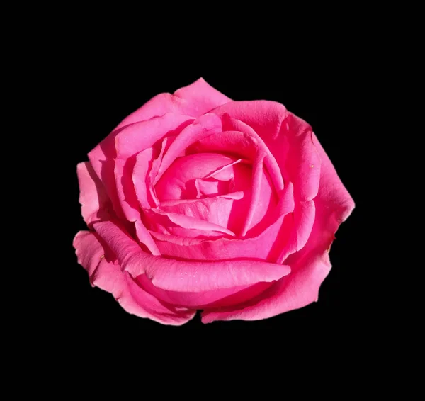 Красива рожева троянда ізольована на чорному тлі — стокове фото