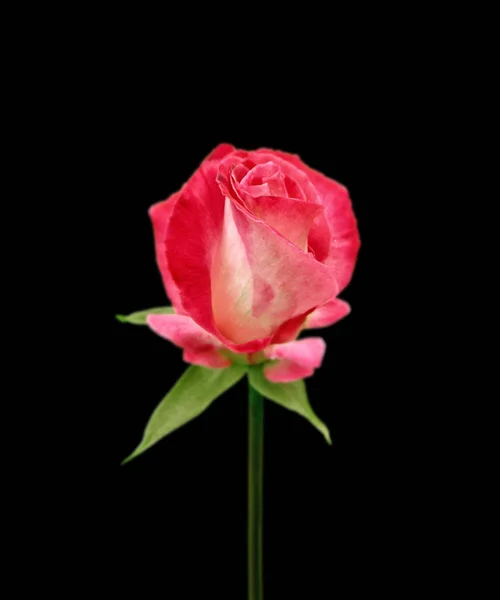 Schöne rosa Rose isoliert auf schwarzem Hintergrund — Stockfoto