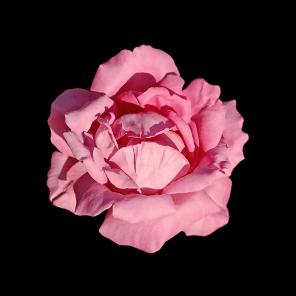 Güzel pembe gül, siyah bir arkaplanda izole edilmiş.