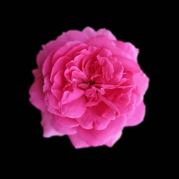 Hermosa rosa rosa aislada sobre un fondo negro — Foto de Stock