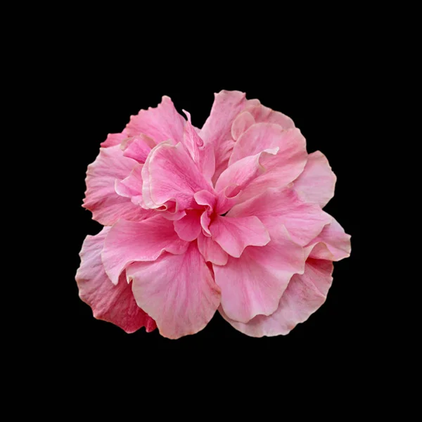 Güzel pembe gül, siyah bir arkaplanda izole edilmiş.