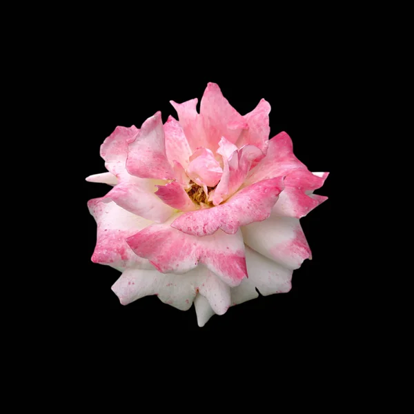 Güzel pembe gül, siyah bir arkaplanda izole edilmiş.