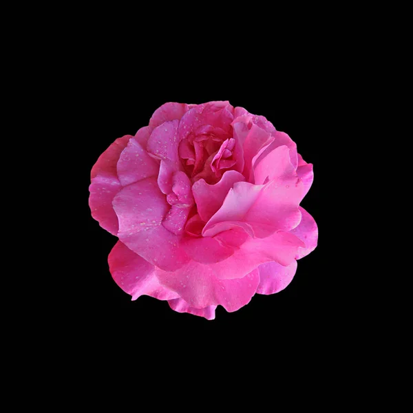 Beautiful pink rose isolated on a black background — ストック写真