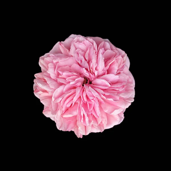 Güzel pembe gül, siyah bir arkaplanda izole edilmiş.