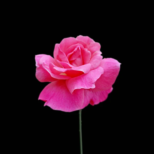 Schöne rosa Rose isoliert auf schwarzem Hintergrund — Stockfoto